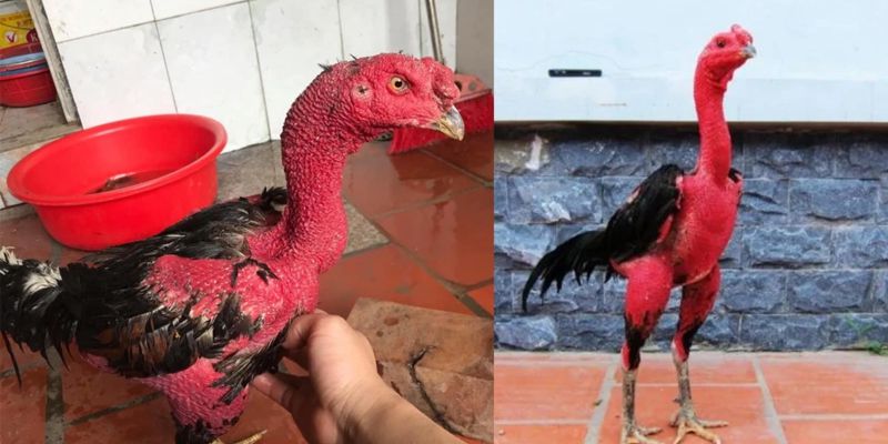 Cách Vô Nghệ Cho Gà Đá Cựa Sắt Bậc Thầy Chia Sẻ
