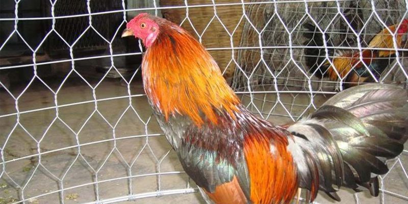 Lưu ý cần nắm trước khi áp dụng cách vô nghệ cho gà đá cựa sắt