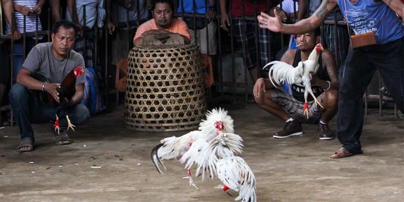 Một số địa chỉ xem đá gà cựa sắt Thomo Campuchia trực tiếp