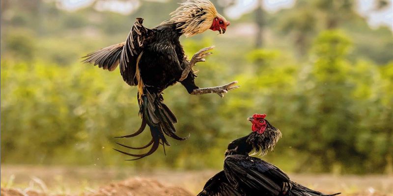 Tìm hiểu khái quát về đá gà cựa sắt