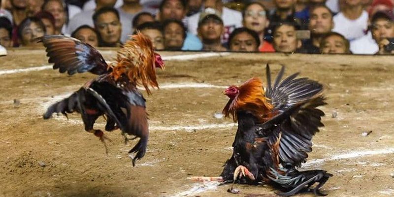 Các trang web chuyên đăng tải video đá gà cựa sắt