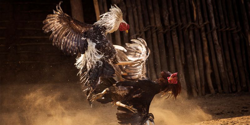 Các nền tảng video đá gà cựa sắt hàng đầu