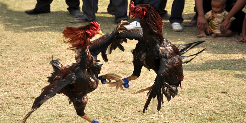 Đá gà cựa sắt bên Campuchia là gì?