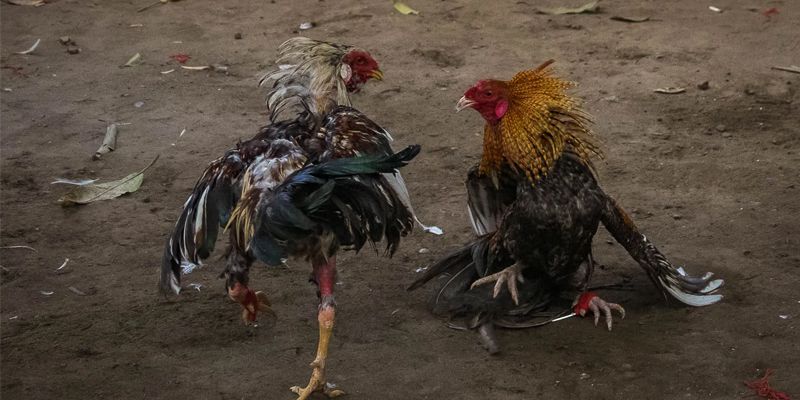 Đá gà cựa sắt Campuchia trực tiếp chuẩn chất lượng M8winwin
