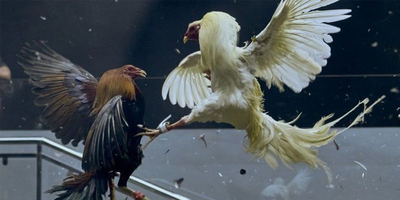 Đá gà cựa sắt hôm nay với cựa tròn