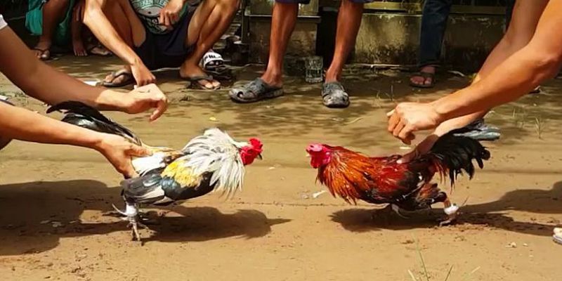Luật đá gà cựa sắt miệt vườn như thế nào?