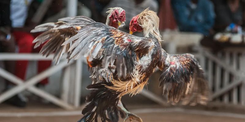 Một trận đá gà cựa sắt Thomo diễn ra như thế nào?