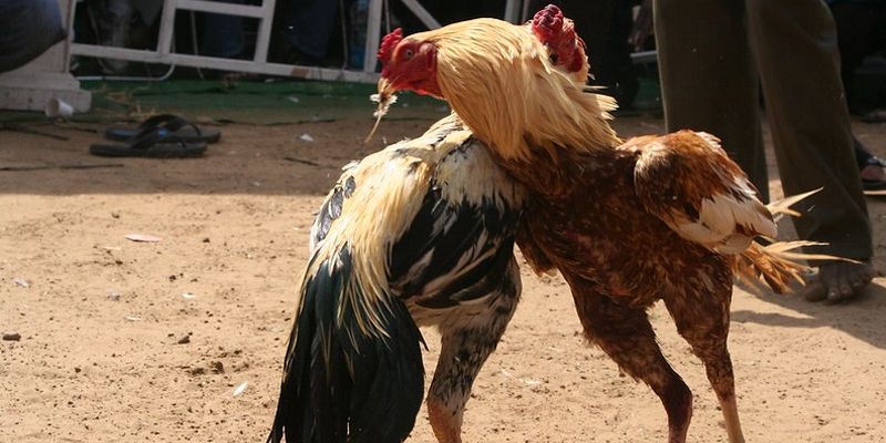Thủ thuật chơi đá gà cựa sắt Thomo - Phải nắm rõ luật chơi tại trường gà đá
