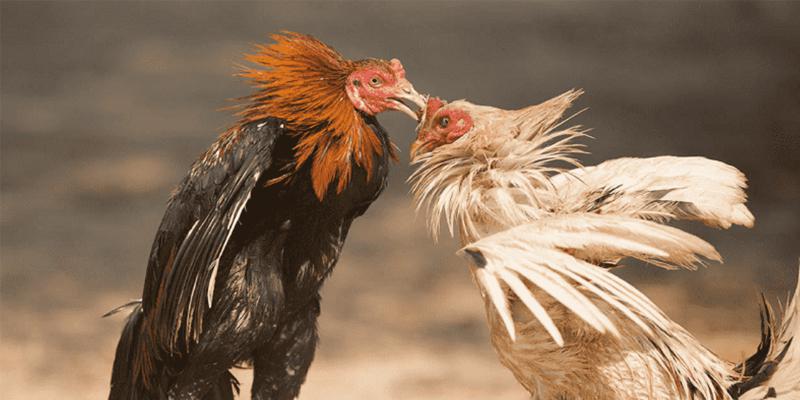 Sự khác biệt giữa gà đòn đá với gà cựa sắt