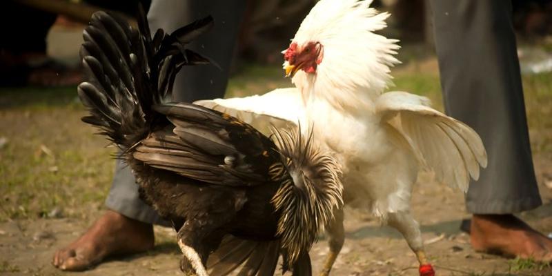 Gà đòn đá với gà cựa sắt và cách phân biệt 2 loại gà đá