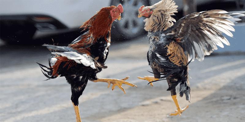 Điểm khác biệt rõ rệt giữa gà đòn đá với gà cựa sắt