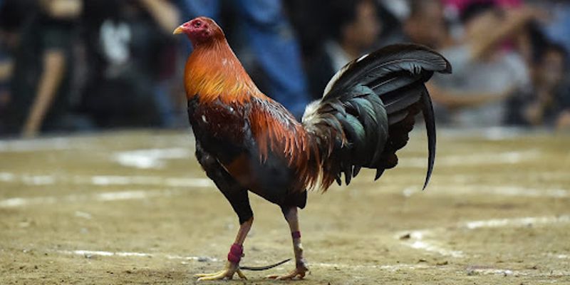 Gà Mỹ đá cựa sắt - Dòng gà Kelso