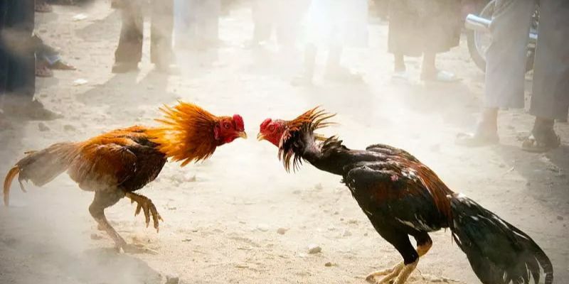 Giới thiệu đá gà cựa sắt miệt vườn là như thế nào?