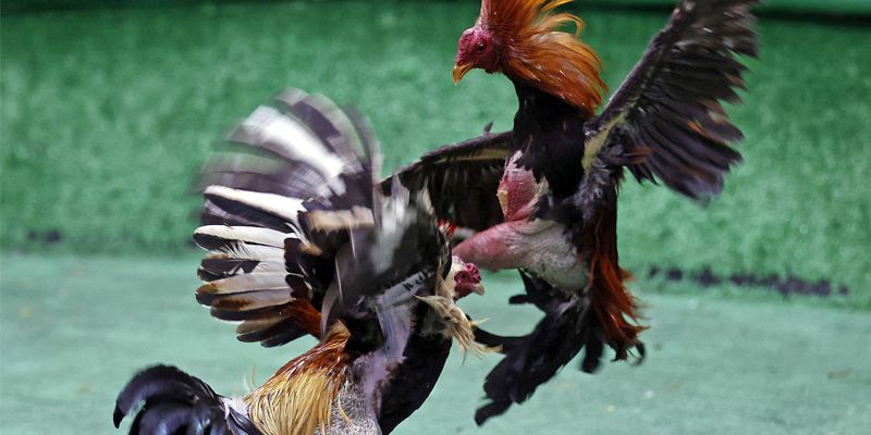 Khái niệm tổng quan về màu mạng gà đá cựa sắt?