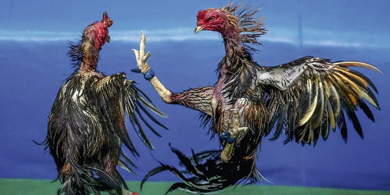 Màu mạng gà đá cựa sắt theo mệnh Thủy