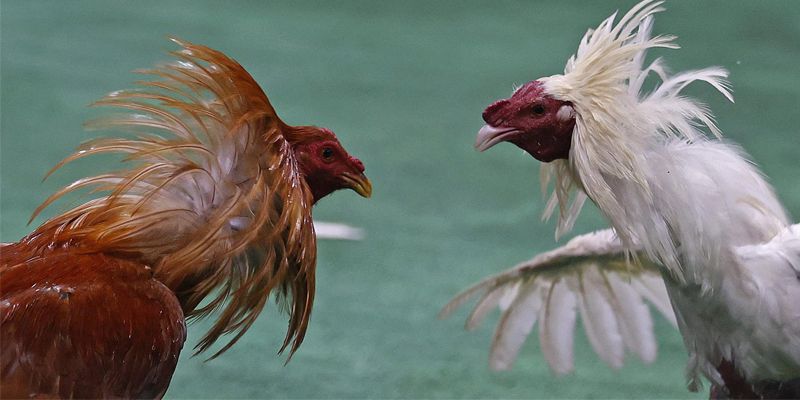 Một số lưu ý khi xem màu mạng gà đá cựa sắt ai cũng phải biết