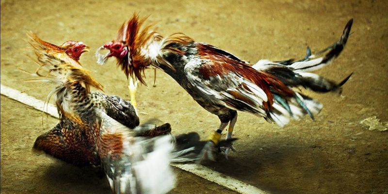 Tìm hiểu khái niệm gà đá cựa sắt