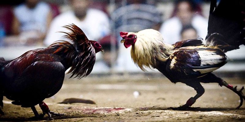 Tìm hiểu sơ lược về đá gà cựa sắt hôm nay
