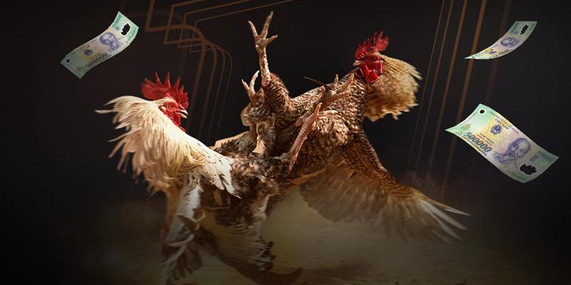 Trực tiếp đá gà cựa sắt là gì?