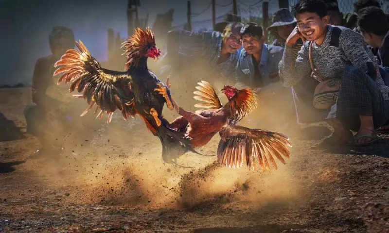 Tìm hiểu đôi nét về đá gà qua mạng