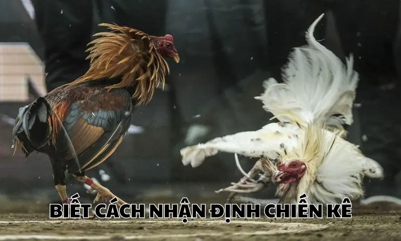Cách cược đá gà mạng hiệu quả nhờ vào nhận định chiến kê