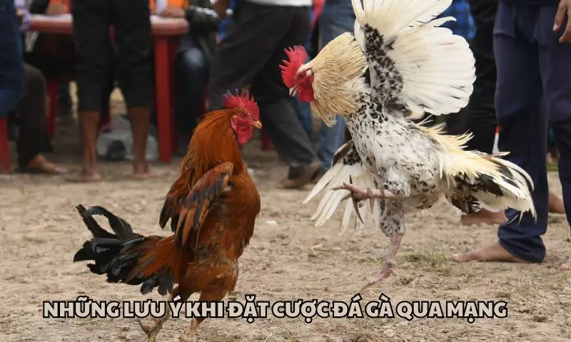 Những lưu ý khi đặt cược đá gà qua mạng